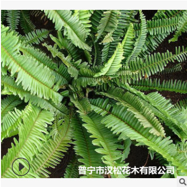 低價供應(yīng)園林批發(fā)各種綠化苗木腎蕨寵物園藝盆景瘋狂促銷爆款