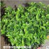 低價供應(yīng)園林批發(fā)各種綠化苗木胡椒木寵物園藝盆景瘋狂促銷爆款