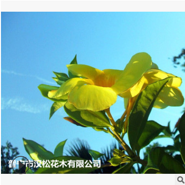 低價供應(yīng)園林批發(fā)各種綠化苗木軟枝黃嬋寵物園藝盆景瘋狂促銷爆款