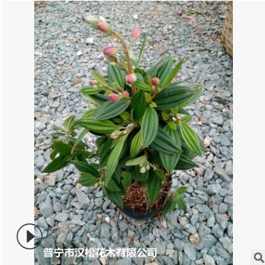 低價供應(yīng)園林批發(fā)各種綠化苗木野牡丹寵物園藝盆景瘋狂促銷爆款