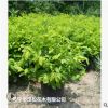 低價供應(yīng)園林批發(fā)各種綠化苗木黃金葉寵物園藝盆景瘋狂促銷爆款