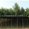 大葉女貞樹苗工程綠化苗木行道點(diǎn)綴庭院種植量大從優(yōu)大葉女貞直銷