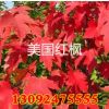 基地批發綠化工程苗 美國紅楓苗美國紅楓-秋火焰紅楓苗
