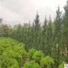 墓地專用松柏樹批發(fā) 蜀儈 塔柏 塔松 松樹 刺柏 地柏