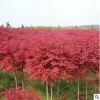 直銷綠化苗木 美國紅楓 樹苗庭院小區(qū)日本紅楓三季紅紅楓小苗批發(fā)