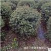基地批發(fā)四季常青火棘球 各種規(guī)格小苗 別墅花園綠籬 室內(nèi)盆栽