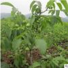 核桃樹苗 批發盆栽果樹苗嫁接8518紙皮核桃苗南北種植當年結果