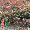 基地直銷批發紅葉石楠 籬笆 行道樹園林綠化工程樹木綠化小苗大苗