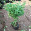 批發金銀花盆栽樹苗紅白花陽臺庭院爬墻樹樁樹苗攀援植物盆栽種植