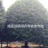 精品八月桂價格 2019成都桂花新批發 桂花種植基地