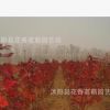 供應(yīng)紅楓 紫藤 觀賞竹 木瓜 海棠等綠化苗木 規(guī)格齊全