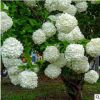低價(jià)銷售綠化苗木 繡球花. 日本白繡球 木本繡球 別墅花卉 規(guī)格全