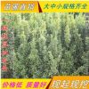 優質金邊冬青低價批發 金邊黃楊小苗 金邊黃楊球 規格齊全