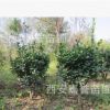 農(nóng)戶批發(fā)大葉黃楊球 陜西大葉/叢生黃楊種植基地
