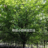 垂絲海棠,成都供應(yīng)垂絲海棠
