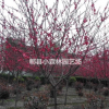 碧桃，紅葉桃，桃花，桃樹(shù)