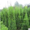 大量供應(yīng)批發(fā)塔松 塔柏綠化 品種規(guī)格齊全 高速隔離帶 量大優(yōu)惠