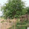 苗圃直銷批發(fā)黃櫨樹苗 綠化工程苗 行道樹 規(guī)格品種齊全