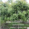 批發(fā)正宗嫁接桂花樹 苗圃直銷發(fā)貨 品種規(guī)格全 優(yōu)質(zhì)綠化盆栽