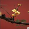 苗圃直銷批發(fā)臘梅樹 花灌木 種類規(guī)格齊全 量大價優(yōu)