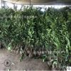 四季常青綠色植物珊瑚樹(shù)法國(guó)冬青 庭院籬笆墻植物法國(guó)冬青