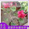 三角梅樹(shù)苗盆栽室內(nèi)陽(yáng)臺(tái)爬藤植物勒杜鵑花苗重瓣大苗庭院花卉盆景