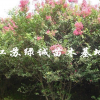 江蘇叢生紫薇價格，支叢生紫薇基地