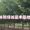 江蘇法桐價格，法桐苗木報價詳情，法桐基地