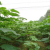 出售泡桐苗泡桐樹價格泡桐樹產地
