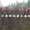 江蘇速生紫葉李基地 速生紅葉李小苗價格