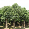 移植香樟價格，香樟報價