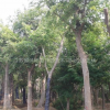 江蘇烏桕，樸樹，榆樹，米徑20--40cm大規格苗木供應基地