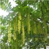 苗圃直銷批發(fā)楓楊樹 綠化工程 行道樹量大優(yōu)惠 規(guī)格齊全