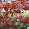 基地批發(fā)綠化苗紅楓樹苗 優(yōu)質(zhì)紅楓小苗 道路行道樹紅楓苗