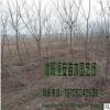 大量供應(yīng)批發(fā)烏桕 （冬季拍攝）綠化工程苗木 品種齊全 量多價優(yōu)