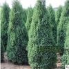 苗圃直銷批發(fā)塔松 塔柏綠化 品種規(guī)格齊全 量大優(yōu)惠