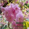 苗圃直銷批發(fā)櫻花樹 日本晚櫻 規(guī)格齊全 綠化工程 量大價優(yōu)