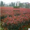 苗圃直銷紅葉石楠樹批發綠化工程 庭院別墅 規格品種全、量大價優