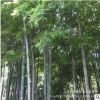 批發庭院植物毛竹苗 毛竹小苗 綠化苗木景觀樹苗毛竹樹苗 規格全