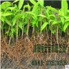 大量供應批發臘梅樹 臘梅苗 花灌木 種類規格齊全 量大價優