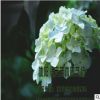 大量供應木本繡球苗、八仙花苗、灌木等綠化工程苗木 量多價優惠
