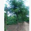 工程園林綠化皂角樹1-30公分規(guī)格齊全皂莢樹綠化園林苗木皂角樹