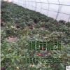苗圃直銷 批發茶梅 山茶科小喬木 品種齊全量多價優
