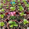 大量供應 藍吻、粉吻、藍、粉薄荷等繡球苗、八仙花苗雜交品種