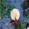 供應月季 爬藤月季薔薇品種齊全 帶花可發貨 品種齊全 量多價優