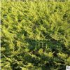 大量批發供應 沙地柏 綠化工程灌木 品種齊全 量多價格優惠