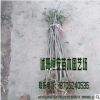 大量供應批發黃楊 灌木 綠化工程苗木品種齊全 量多價優