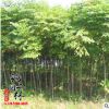 基地批發銷售七葉樹 供應優質工程綠化苗木七葉楓量大從優