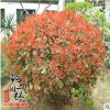 基地批發銷售紅葉石楠苗 工程綠化苗木紅葉石楠規格齊全量大從優