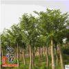 批發重陽木 行道觀葉植物 精品盆栽 園林綠化苗木 重陽樹